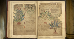Medieval remedies echo modern wellness practices.
