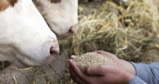 New R&D Center focused on animal health and wellness opened by ADM